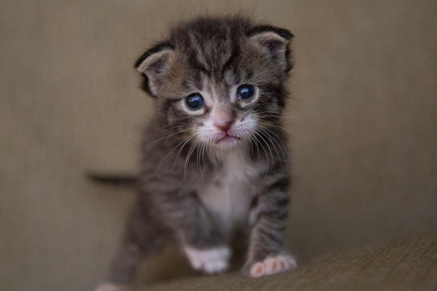 Cute Small Kitten