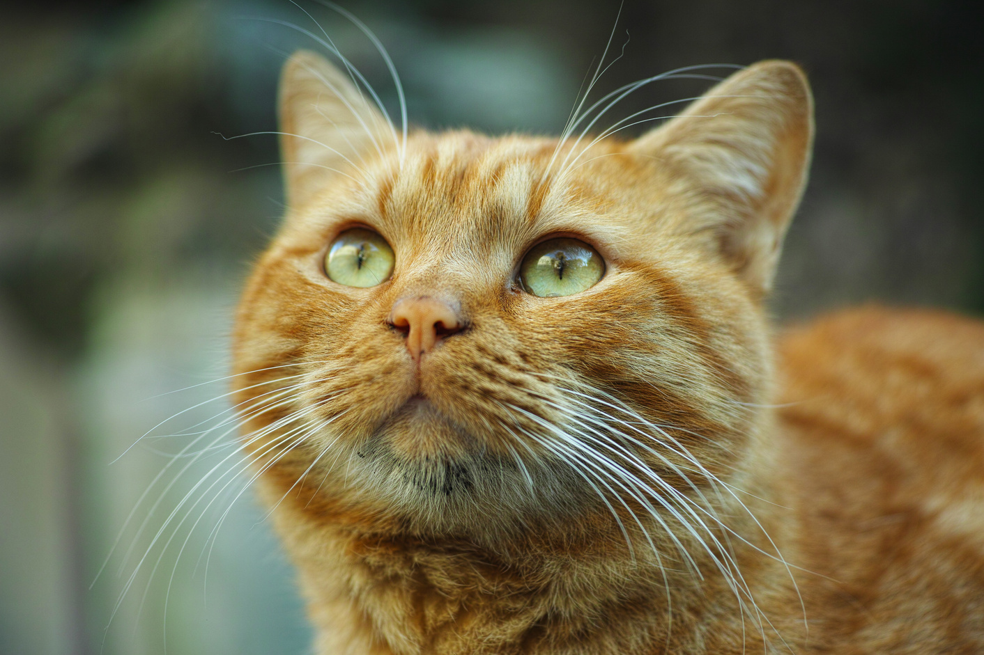 Cute GInger Cat