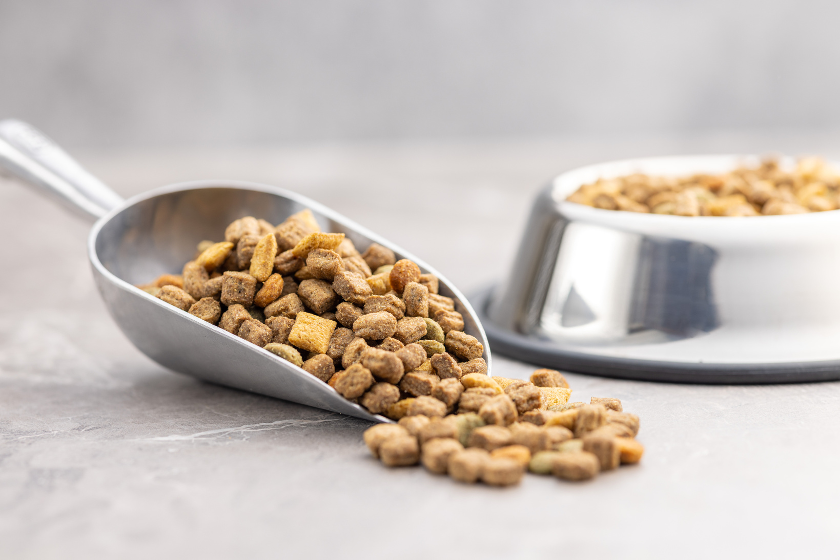 Dry kibble pet food. Dog or cat food in scoop on gray table.