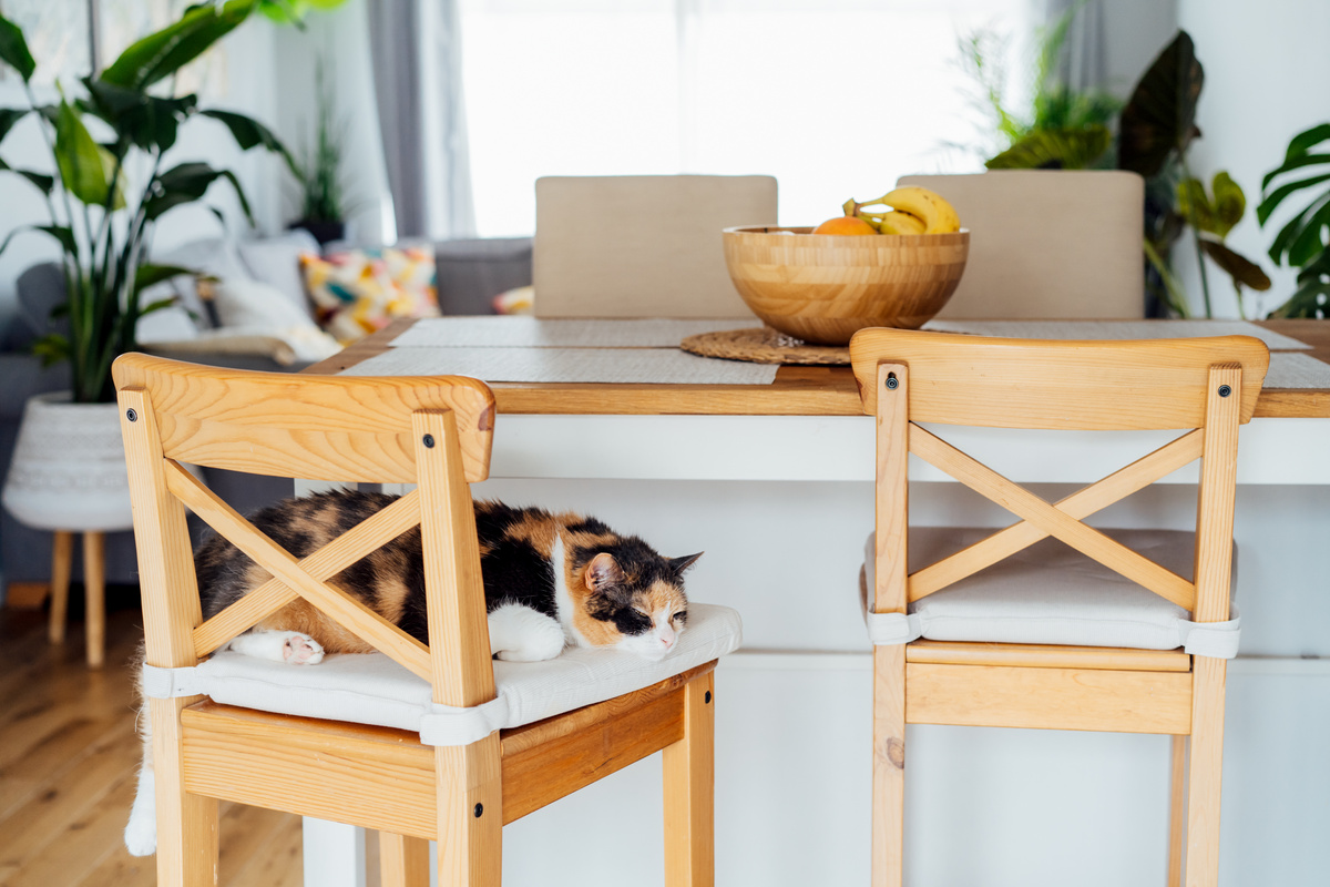 Home cat sleeps on the bar chair of modern open space kitchen. Pleased, well-fed, lazy multicolor adult cat relaxing. Funny fluffy cat in cozy home atmosphere. Hygge home. Selective focus, copy space