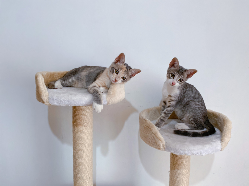 Kittens on a Cat Tree