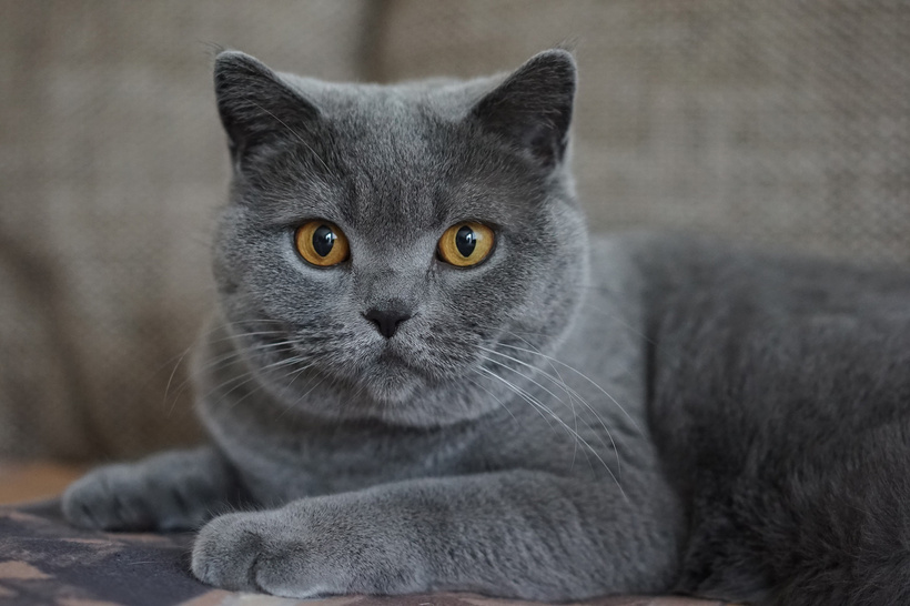 Cute Gray Cat