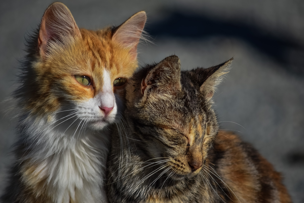 Two Homeless Cats